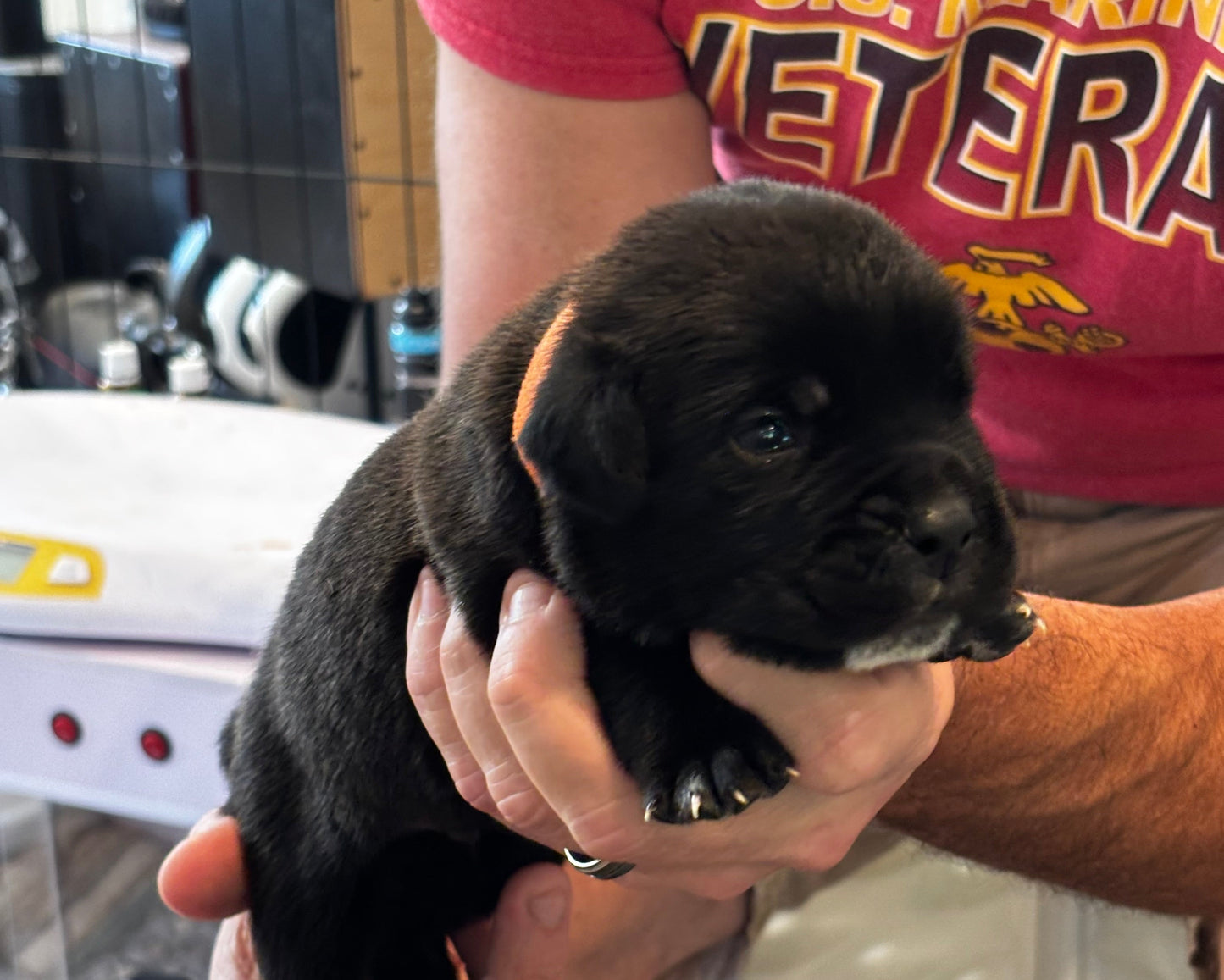 Orange Collar - Black Male
