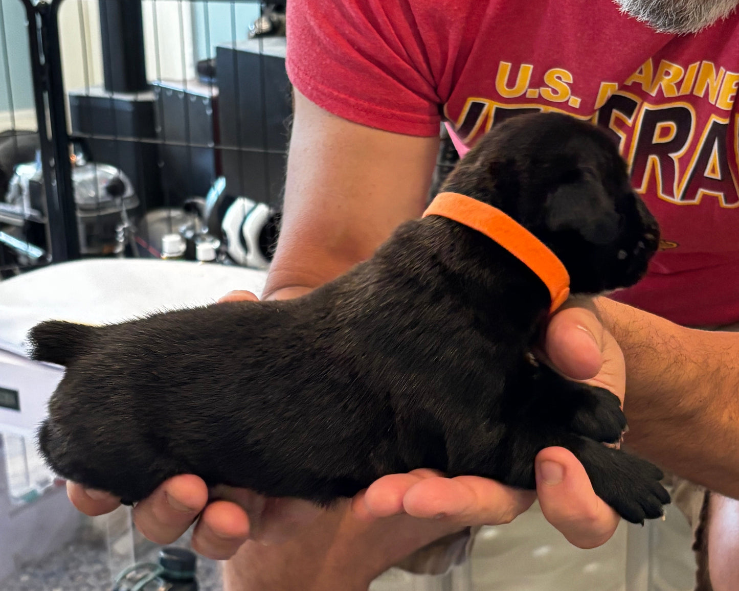 Orange Collar - Black Male