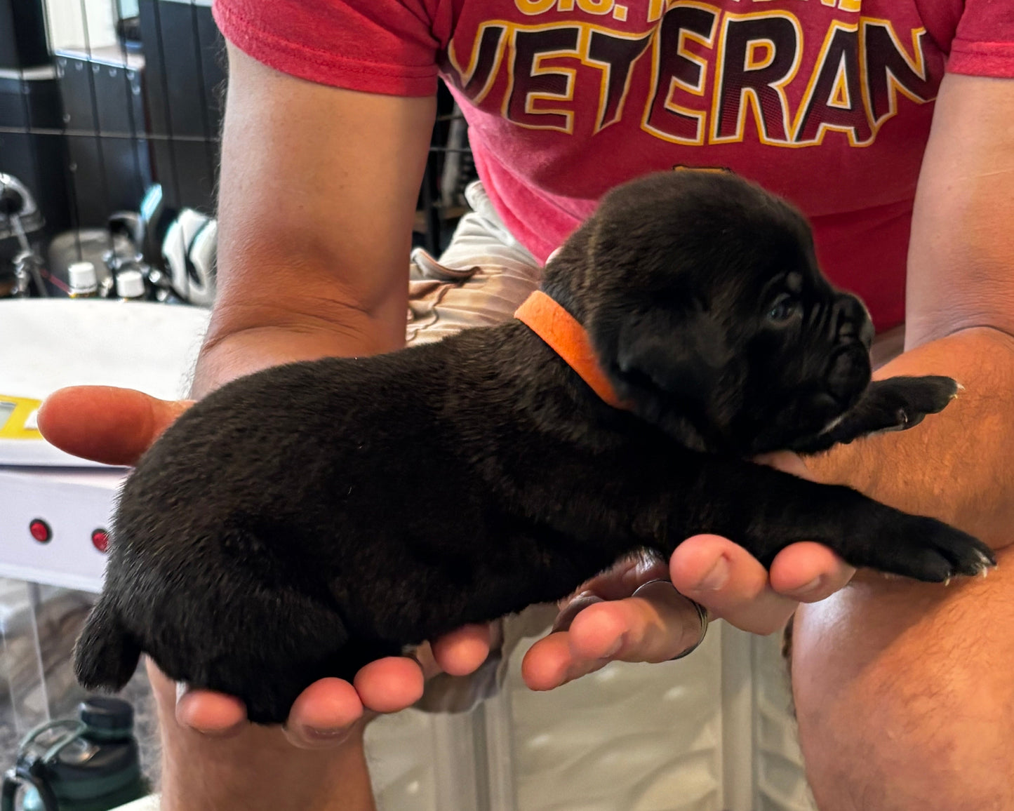 Orange Collar - Black Male
