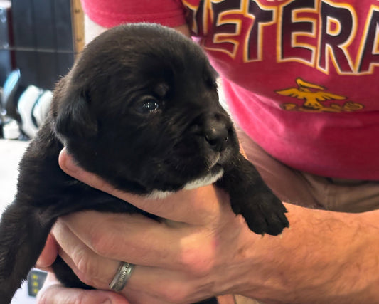 Purple Collar - Black Female