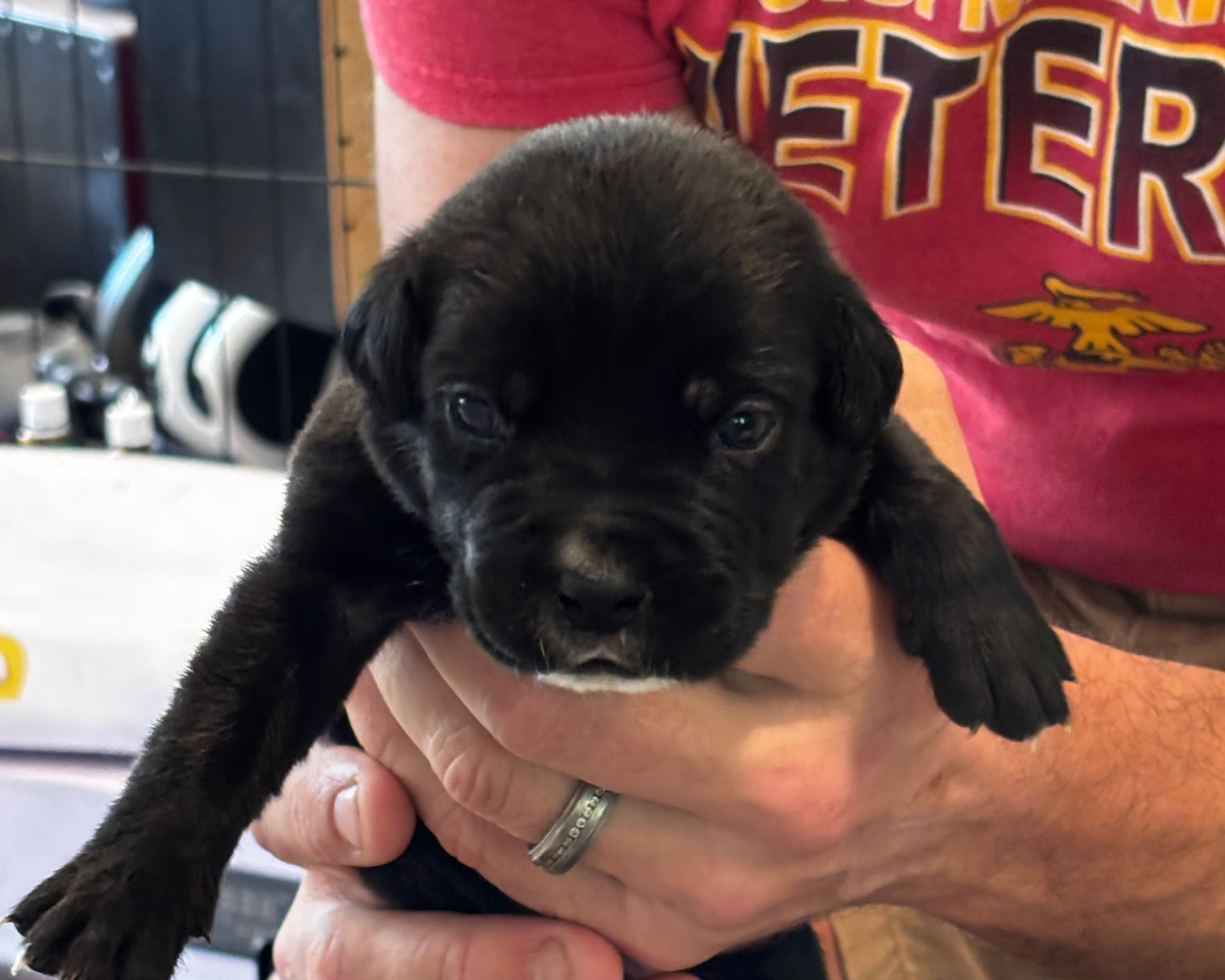 Purple Collar - Black Female