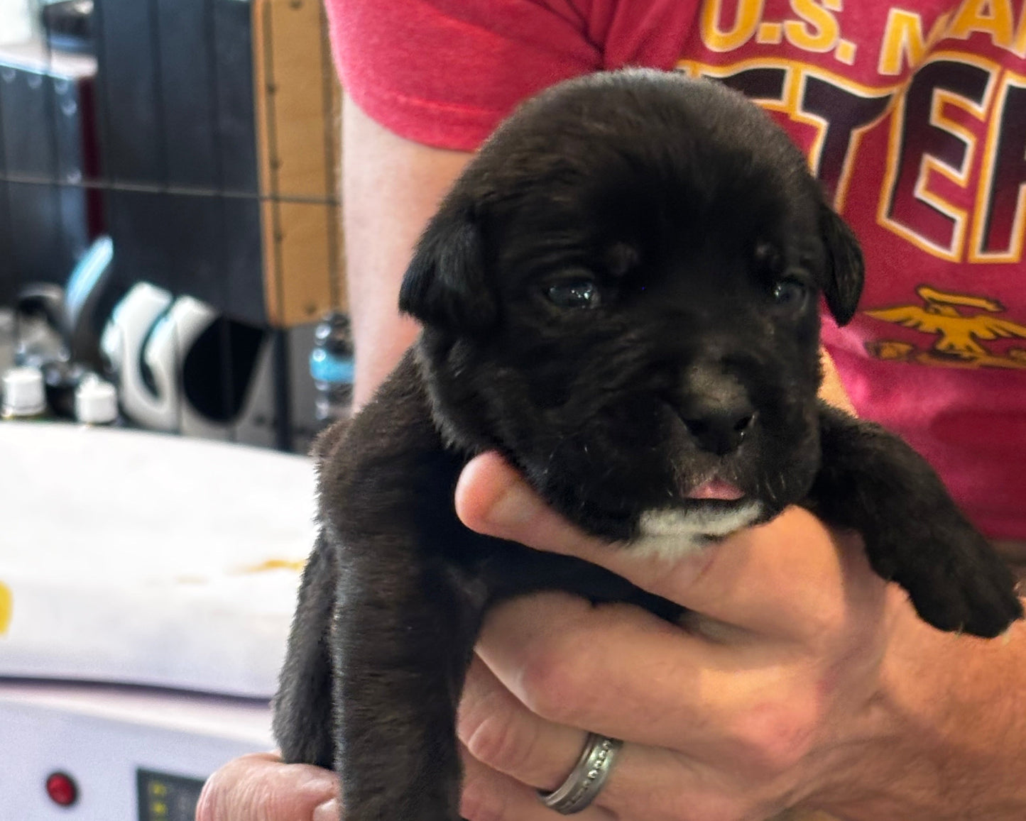 Purple Collar - Black Female