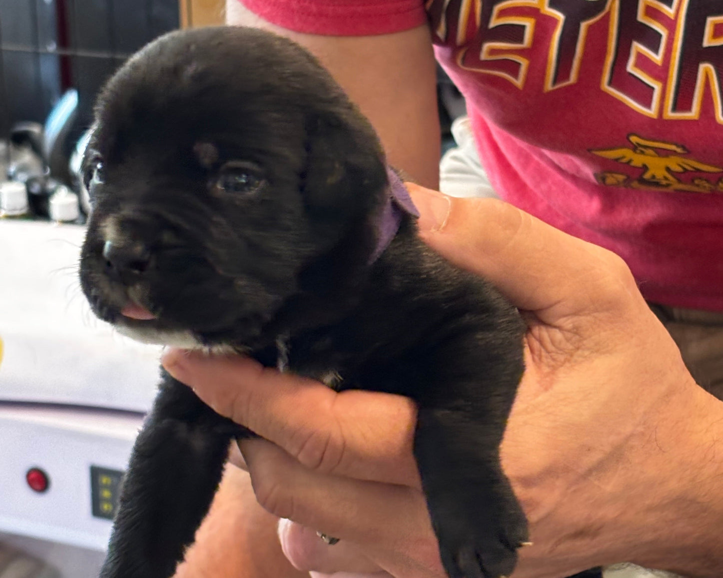 Purple Collar - Black Female