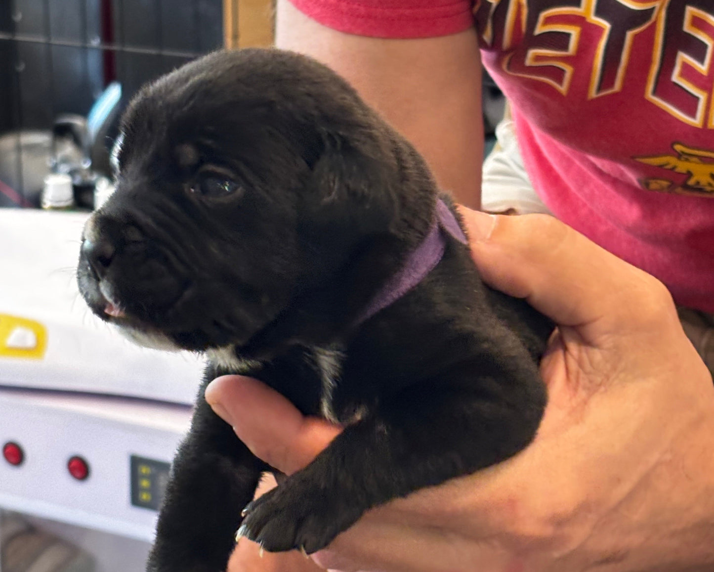 Purple Collar - Black Female