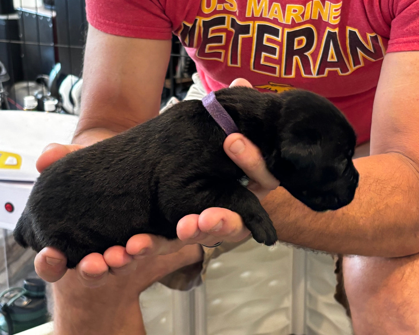 Purple Collar - Black Female