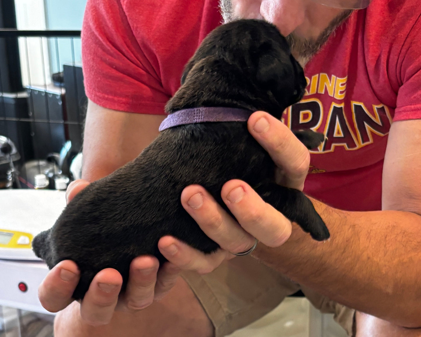 Purple Collar - Black Female