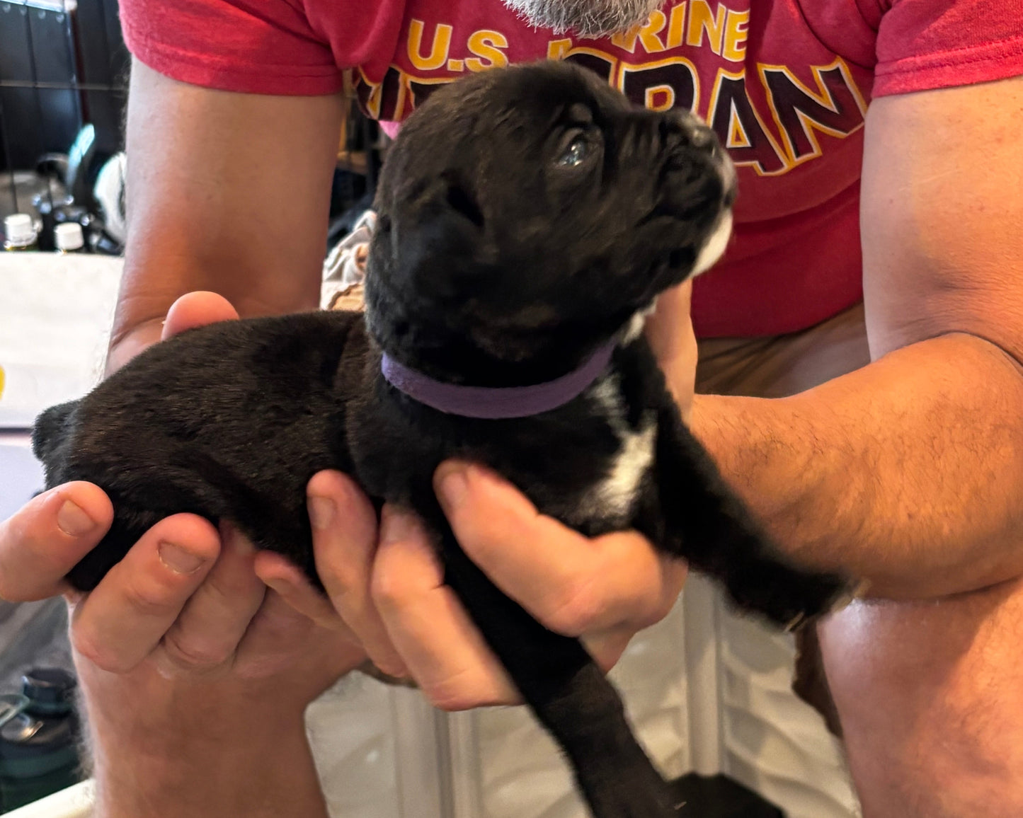 Purple Collar - Black Female