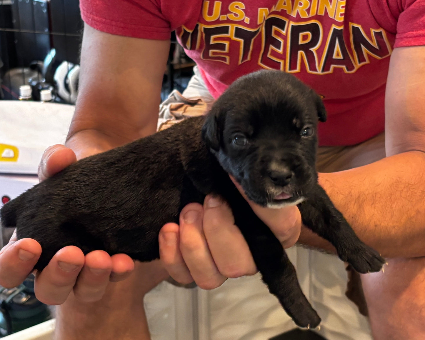 Purple Collar - Black Female