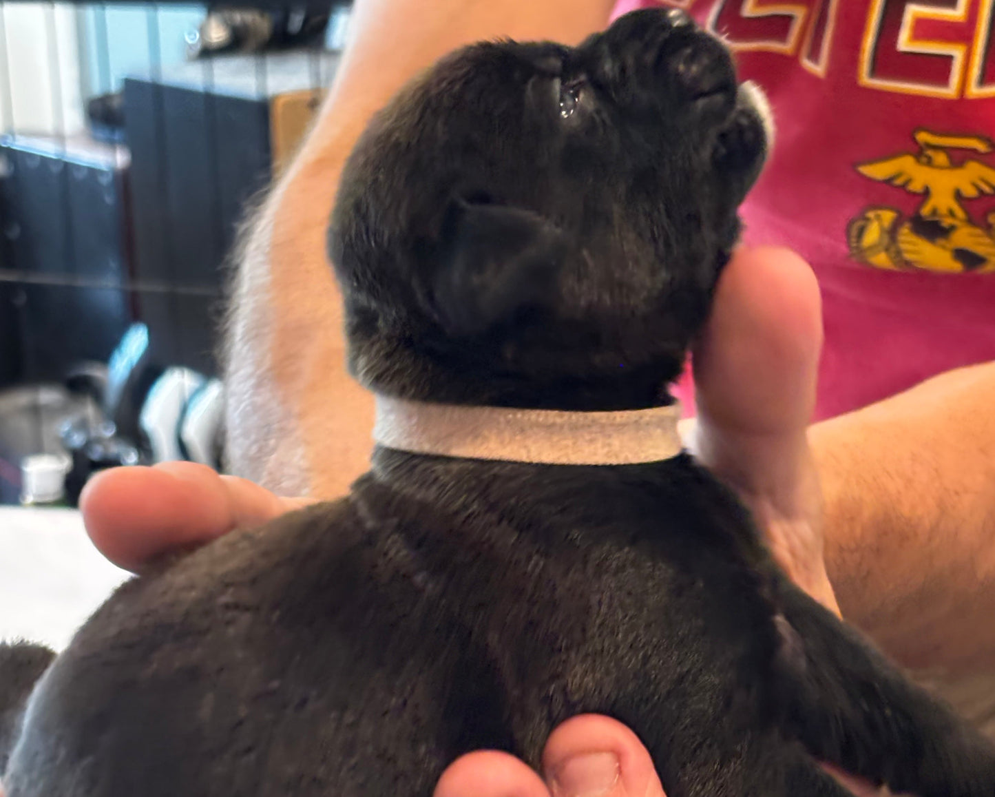 Light Pink Collar - Black Female