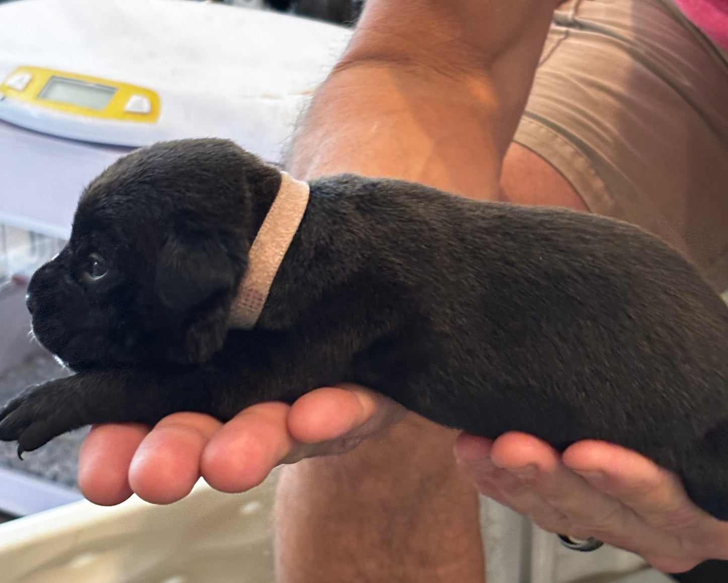 Light Pink Collar - Black Female