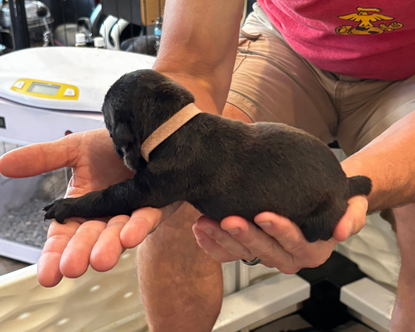 Light Pink Collar - Black Female