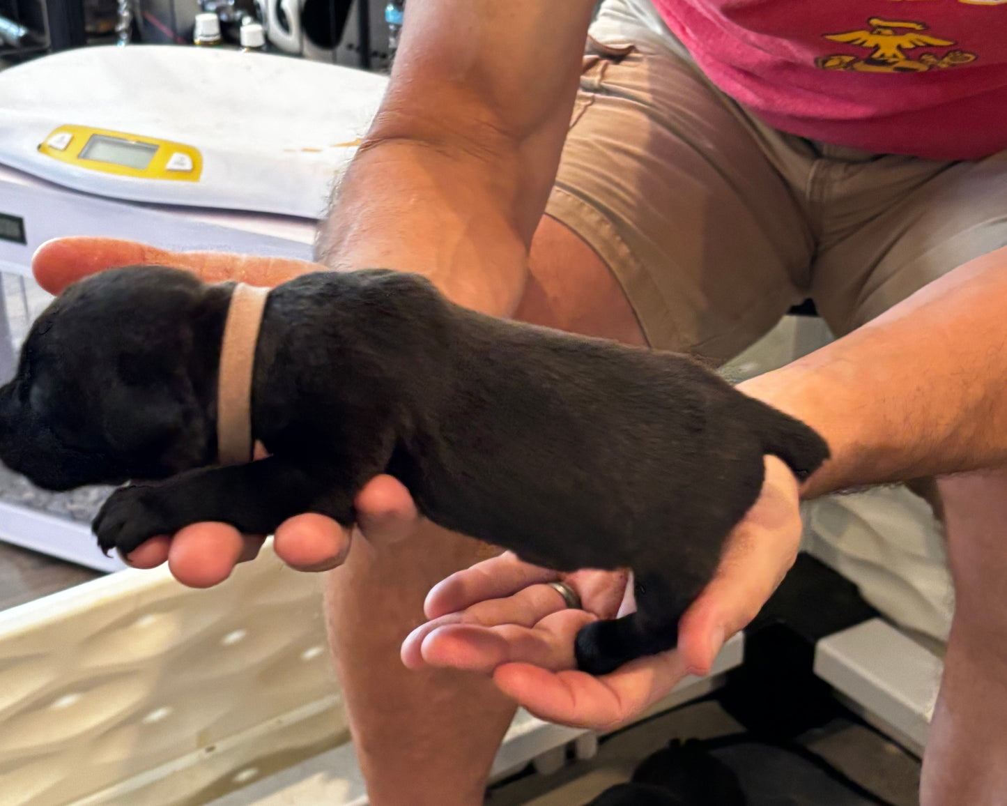 Light Pink Collar - Black Female