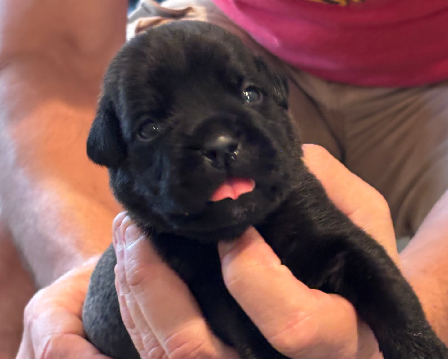 Dark Pink Collar - Black Brindle Female