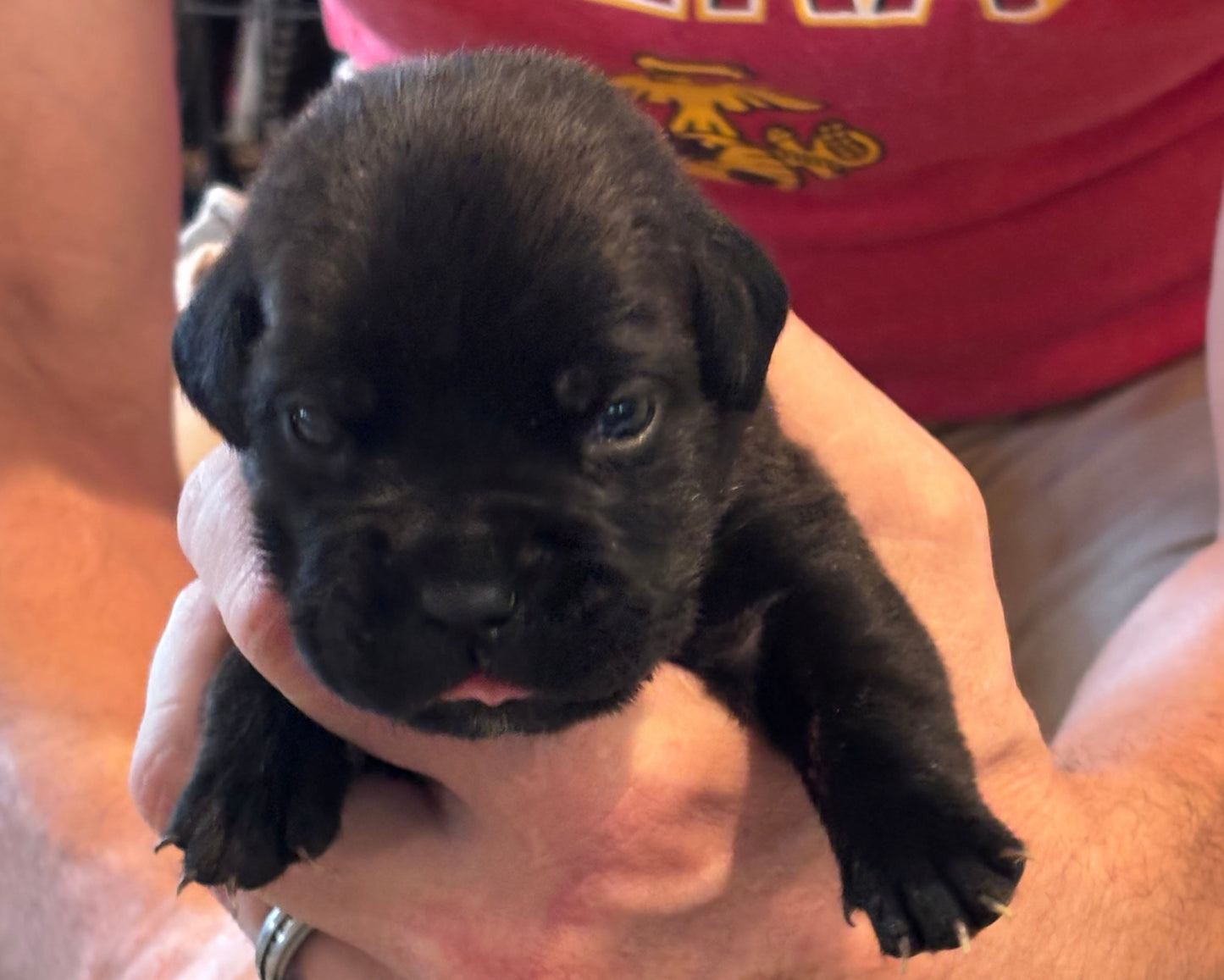 Dark Pink Collar - Black Brindle Female