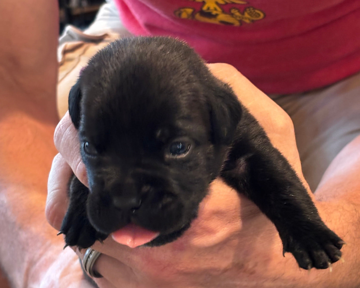 Dark Pink Collar - Black Brindle Female