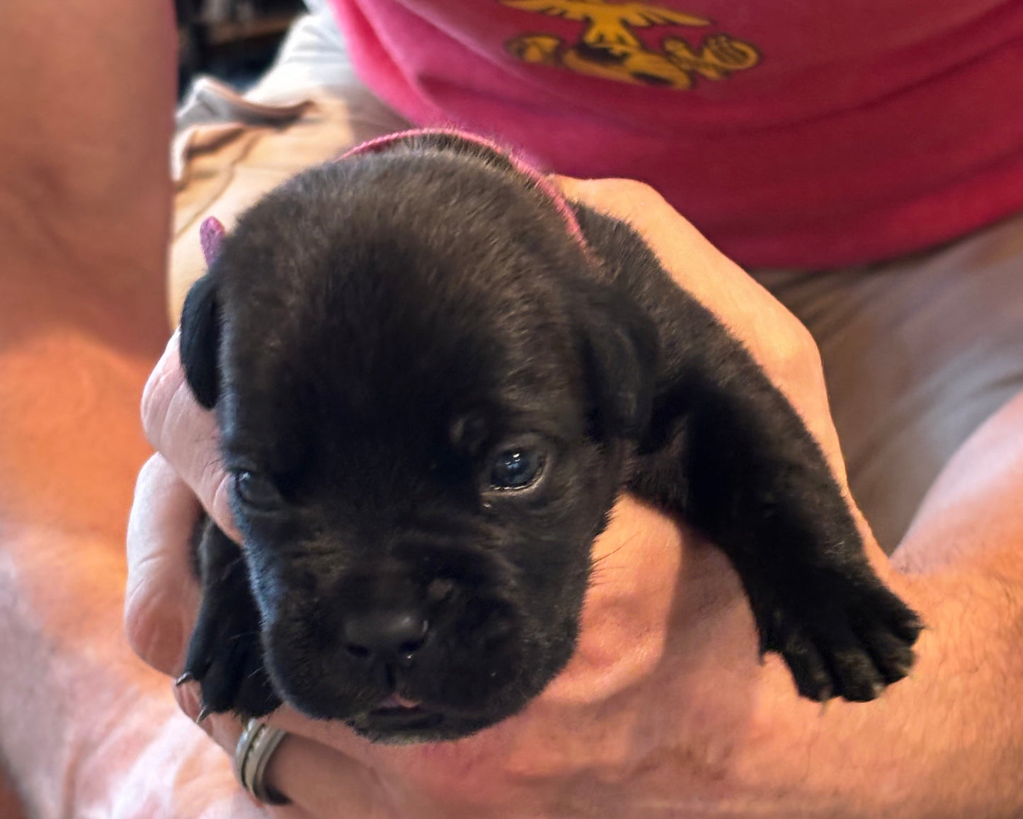Dark Pink Collar - Black Brindle Female
