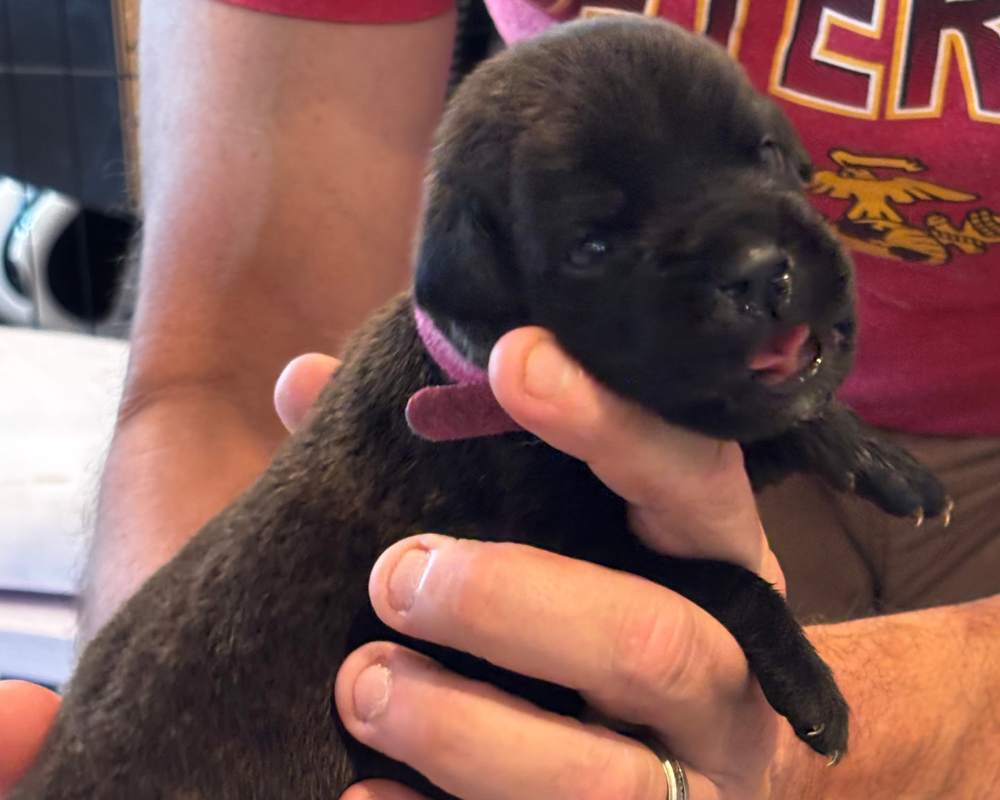 Dark Pink Collar - Black Brindle Female
