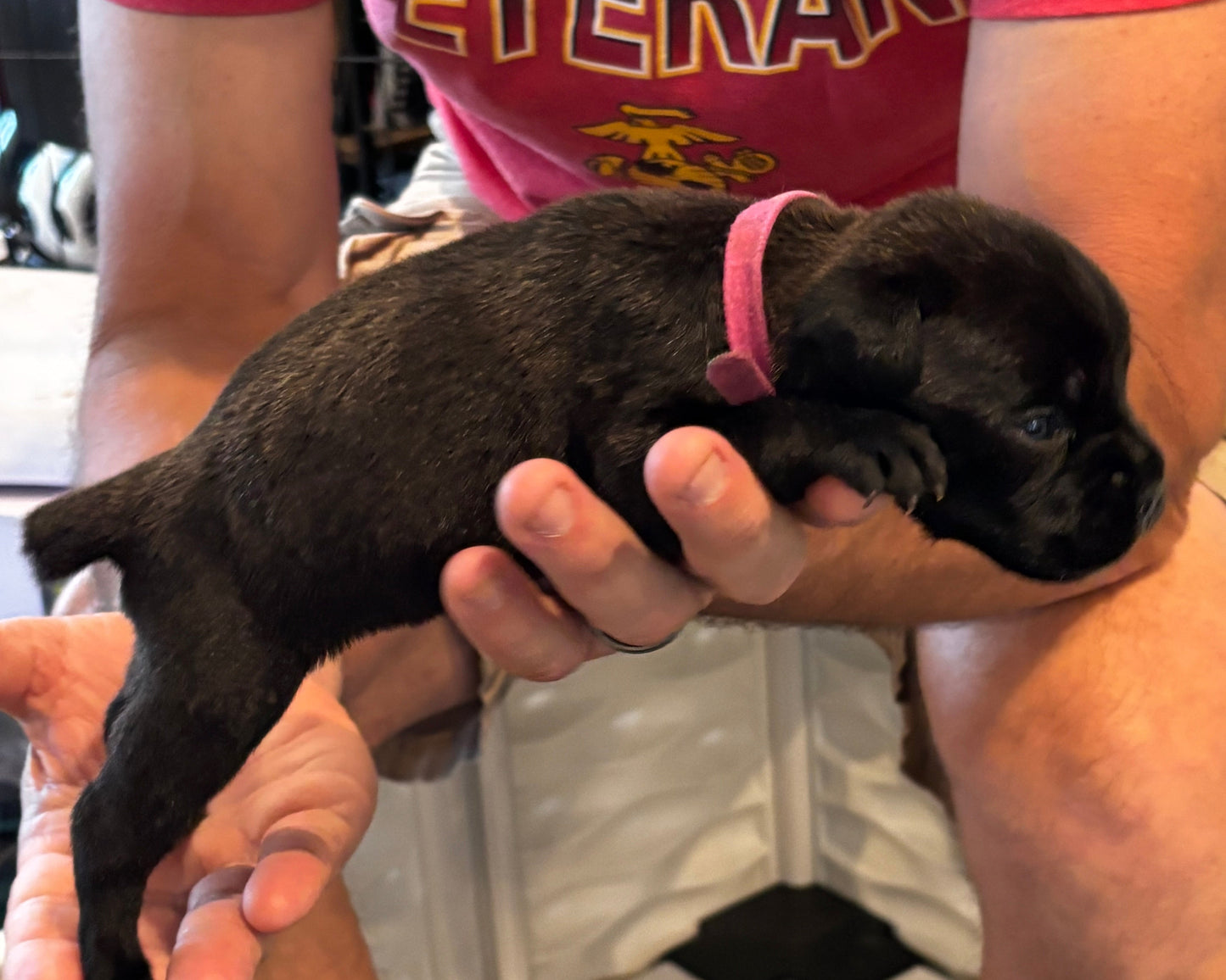 Dark Pink Collar - Black Brindle Female