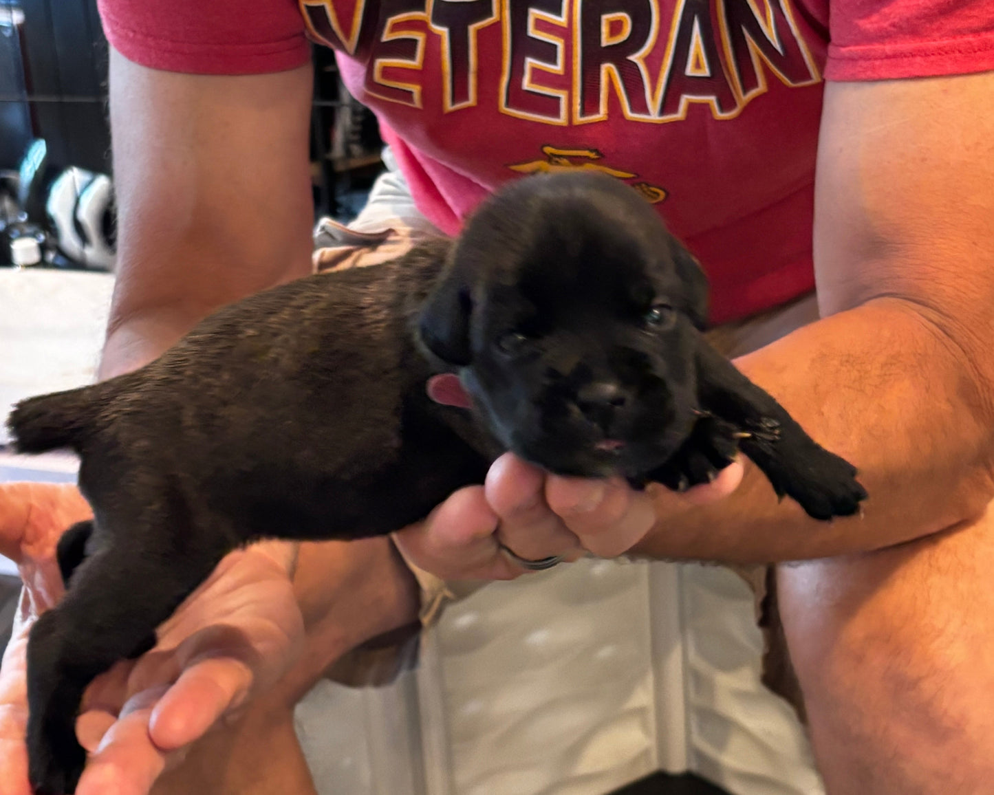 Dark Pink Collar - Black Brindle Female