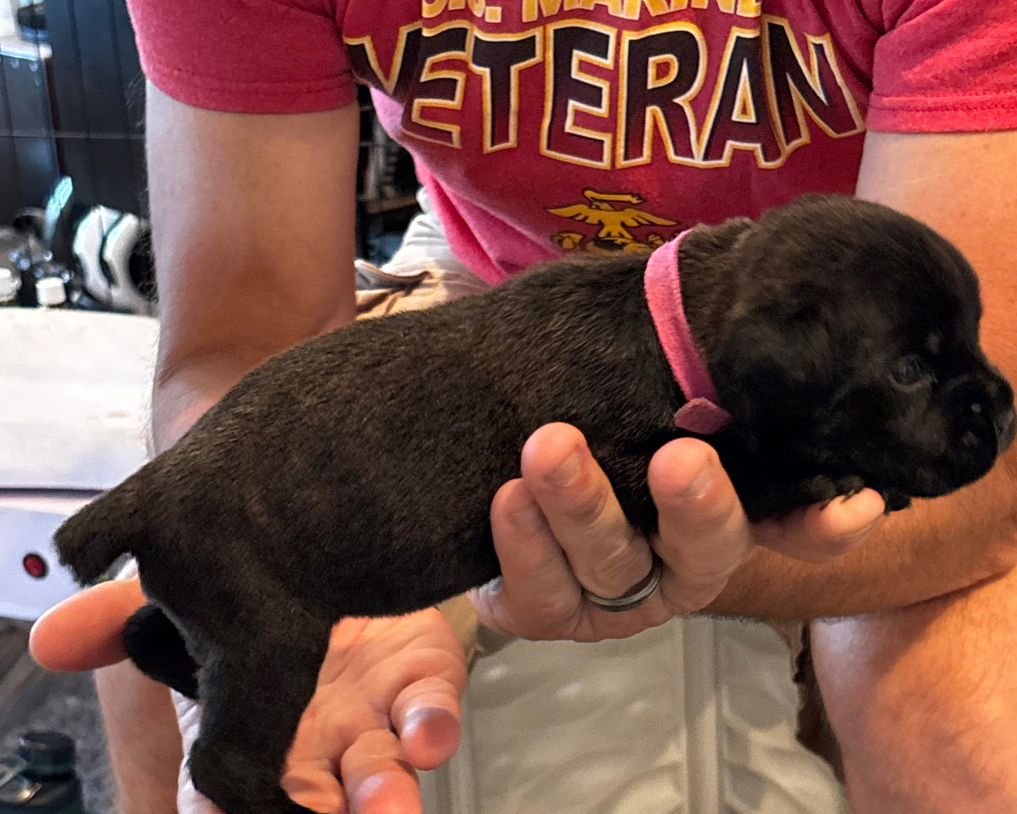 Dark Pink Collar - Black Brindle Female