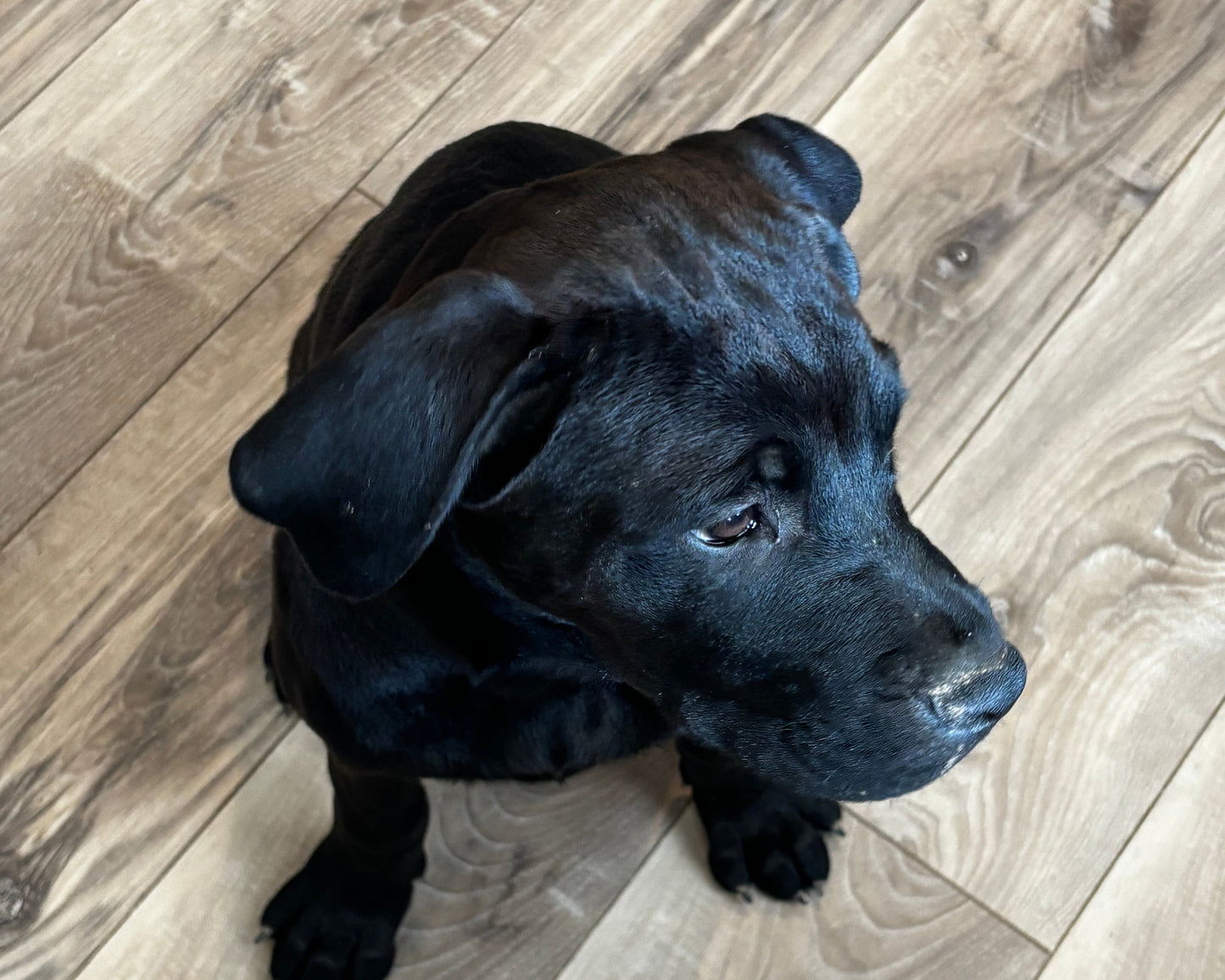 Red Collar - Black Female