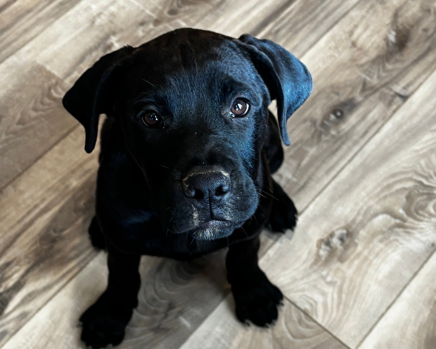 Red Collar - Black Female