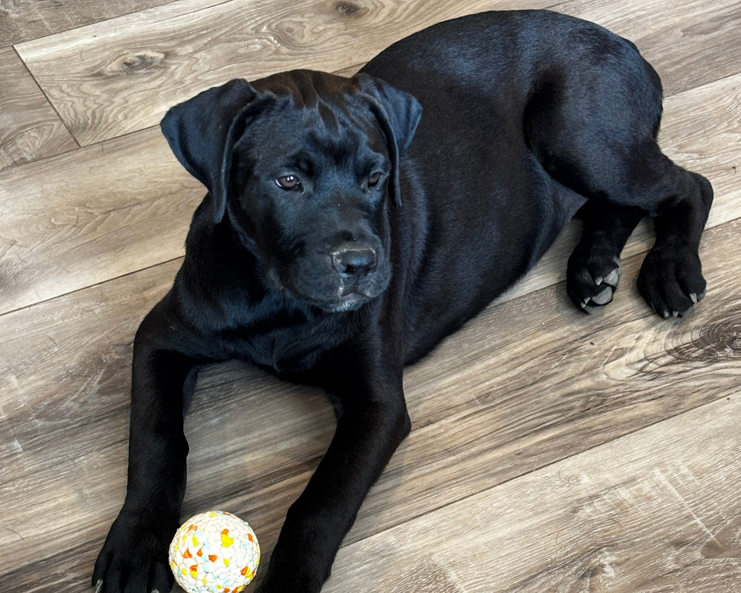 Red Collar - Black Female
