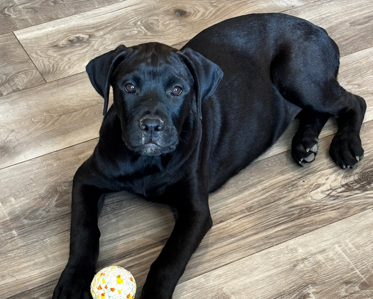 Red Collar - Black Female