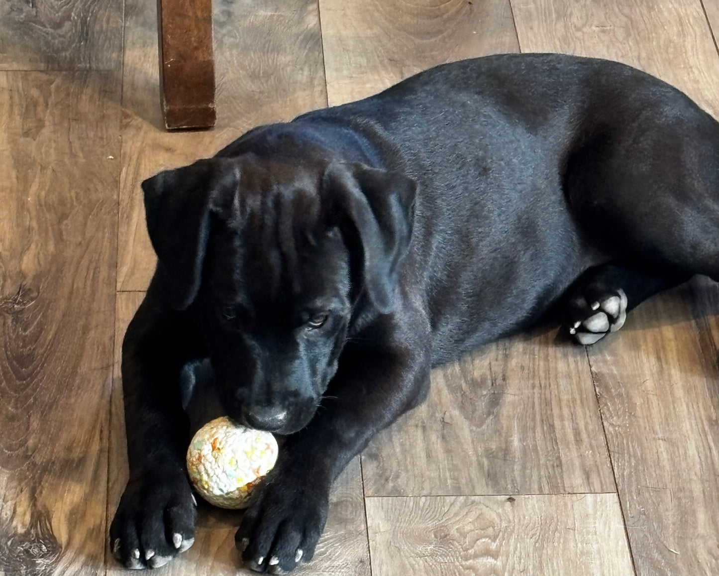 Red Collar - Black Female