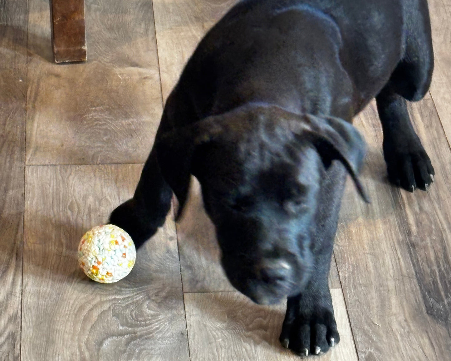 Red Collar - Black Female