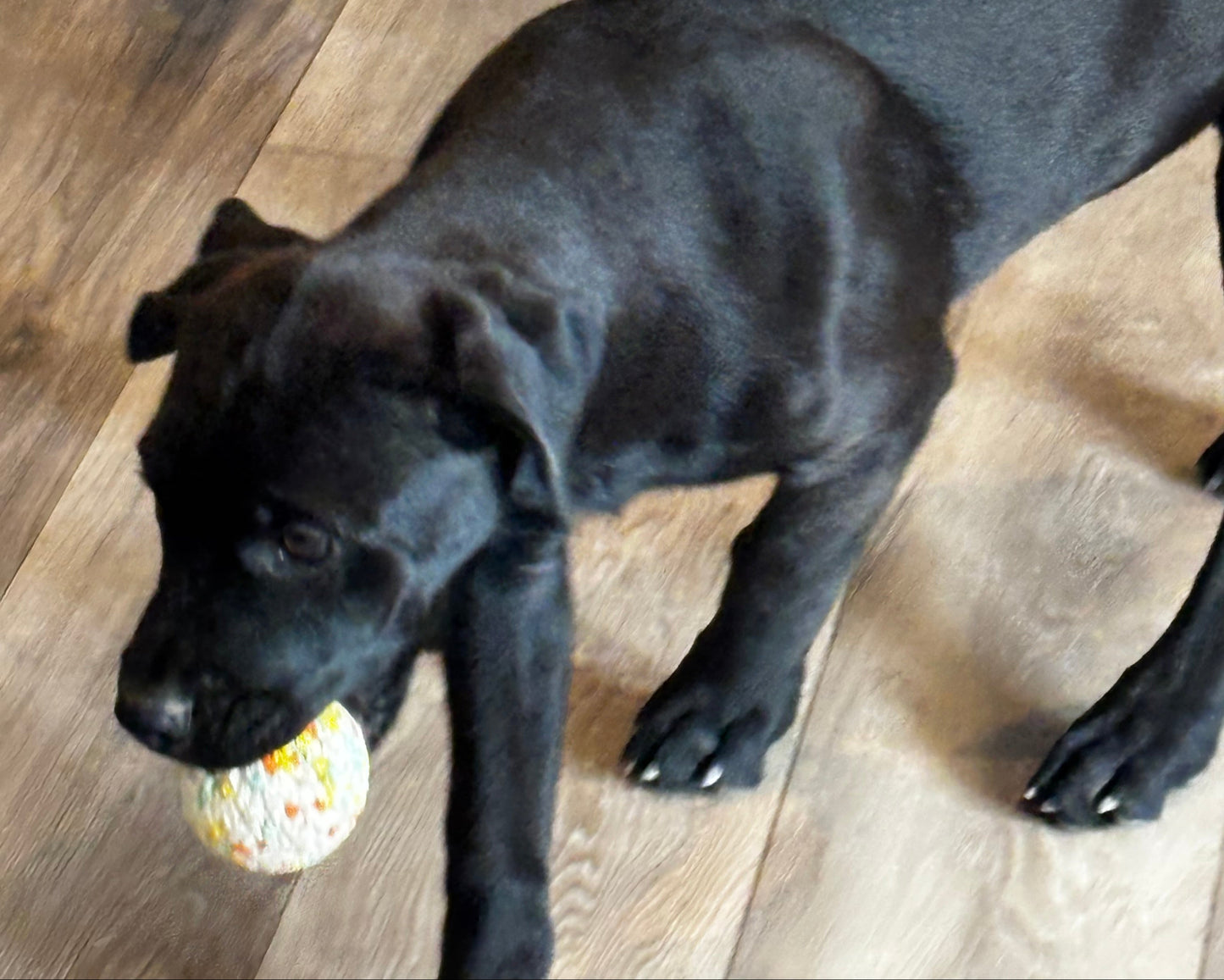 Red Collar - Black Female