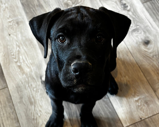 Red Collar - Black Female