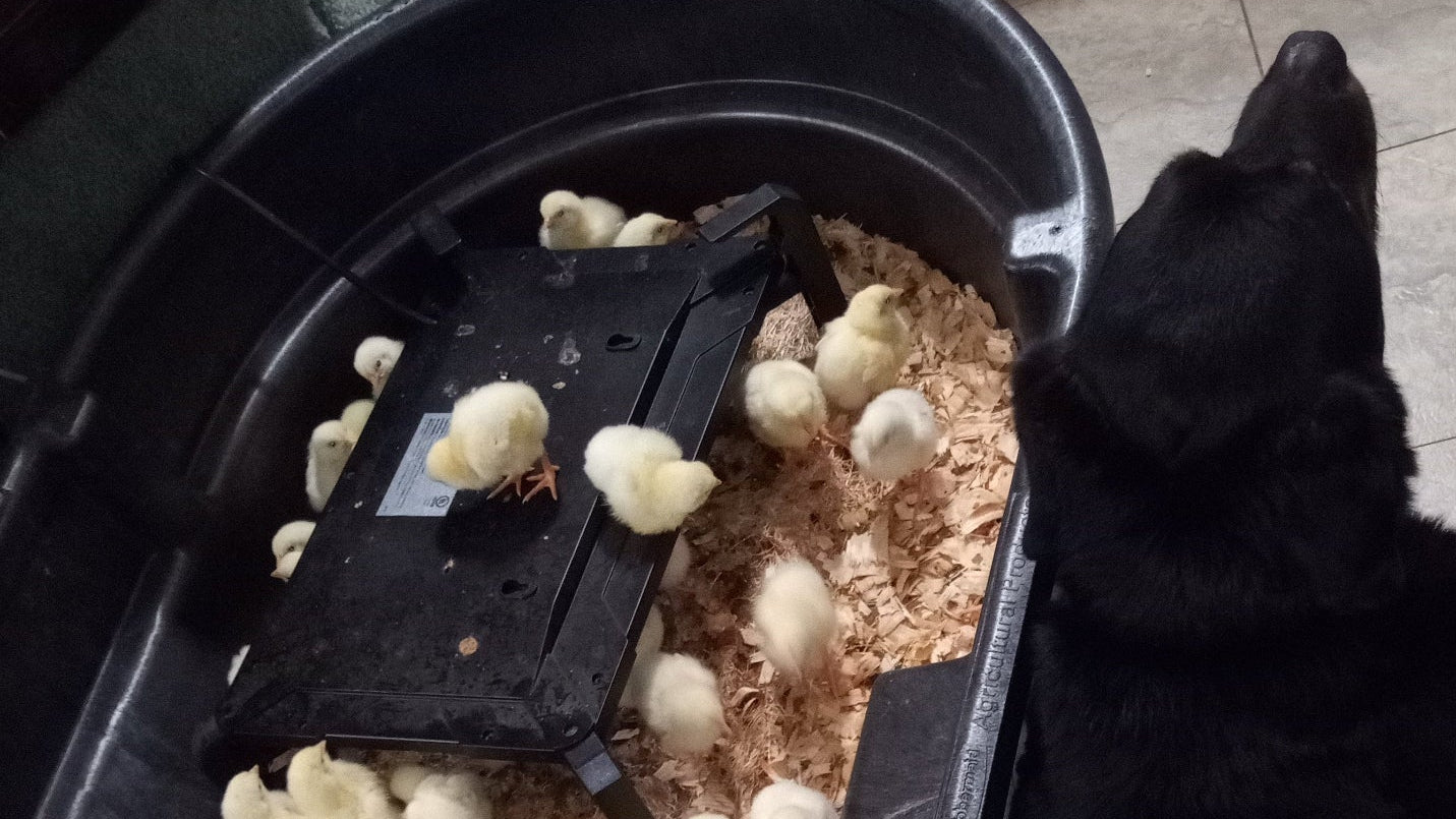 Mischka guarding her chicks