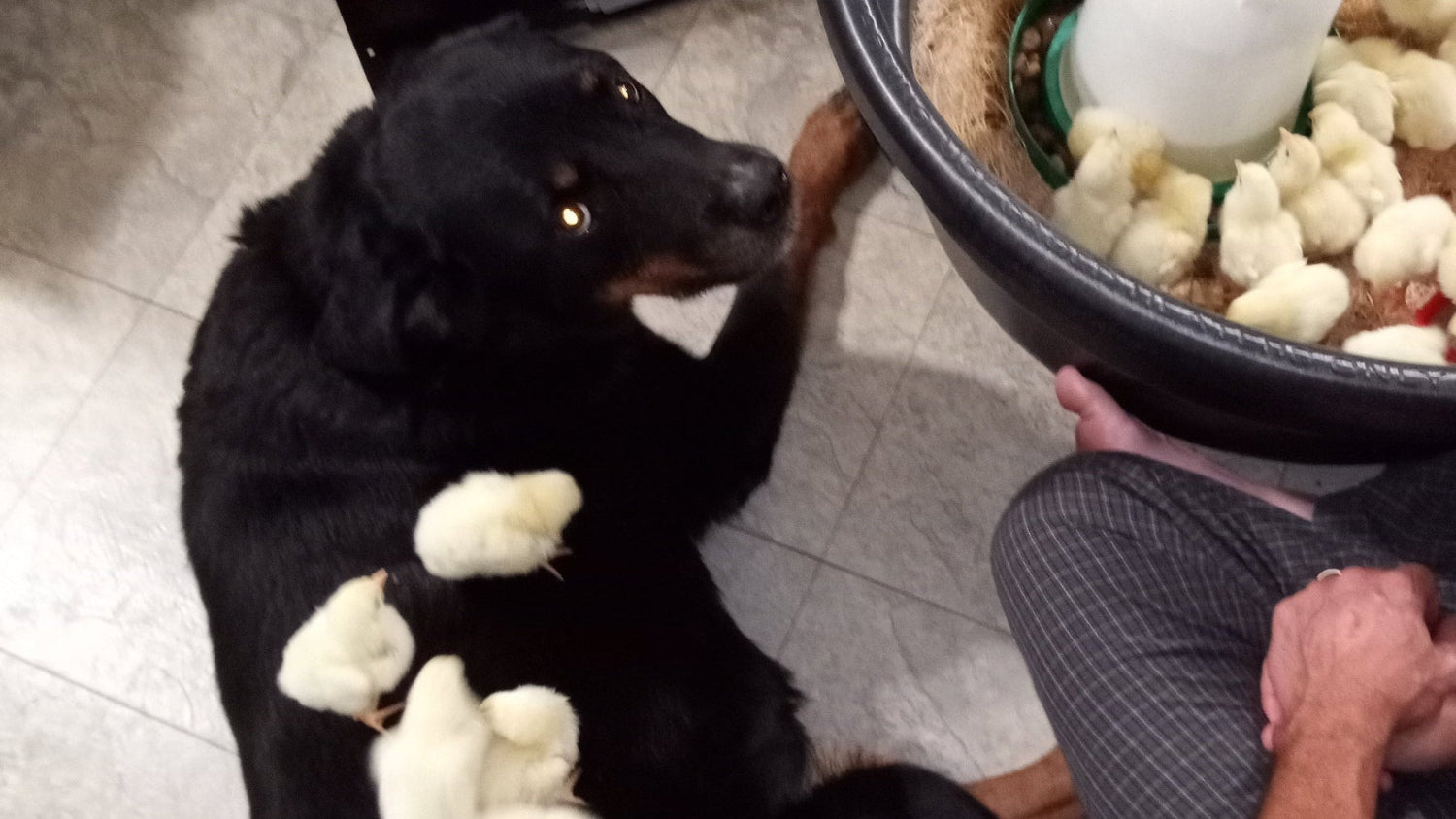 Mischka with her chicks