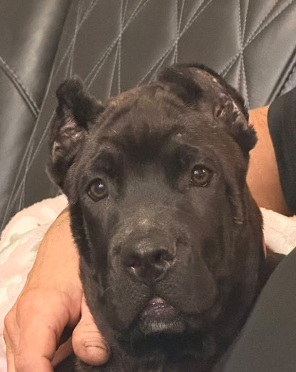 Xena - Texas