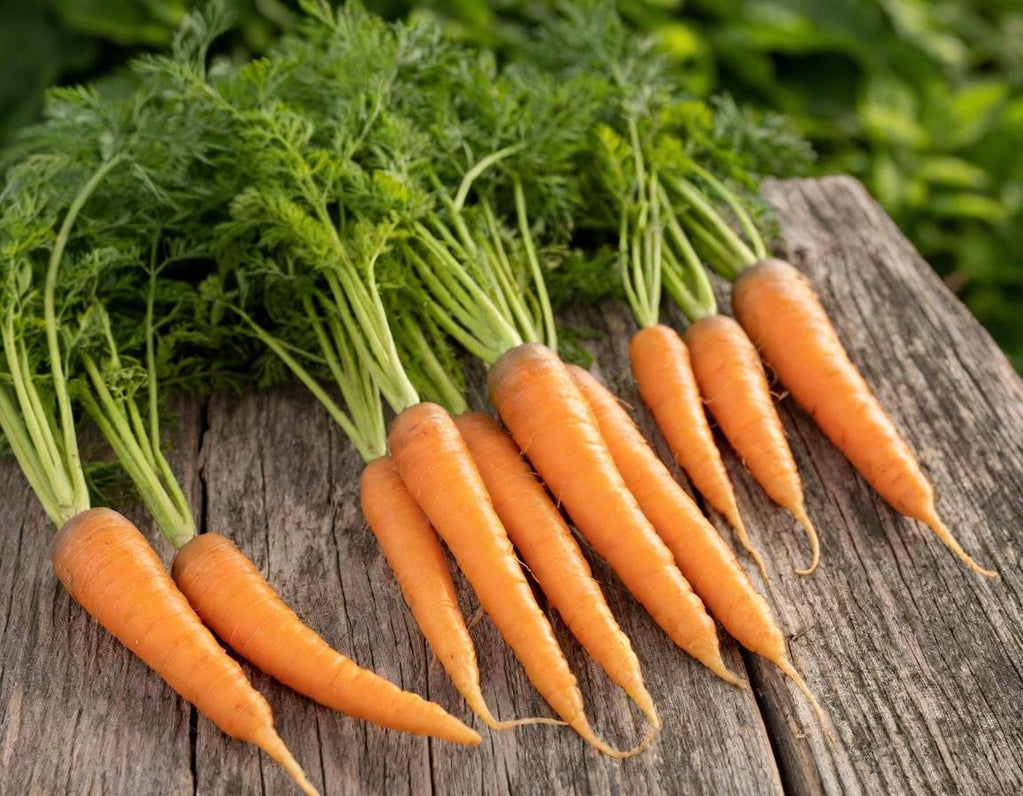 Imperator 58 Carrot