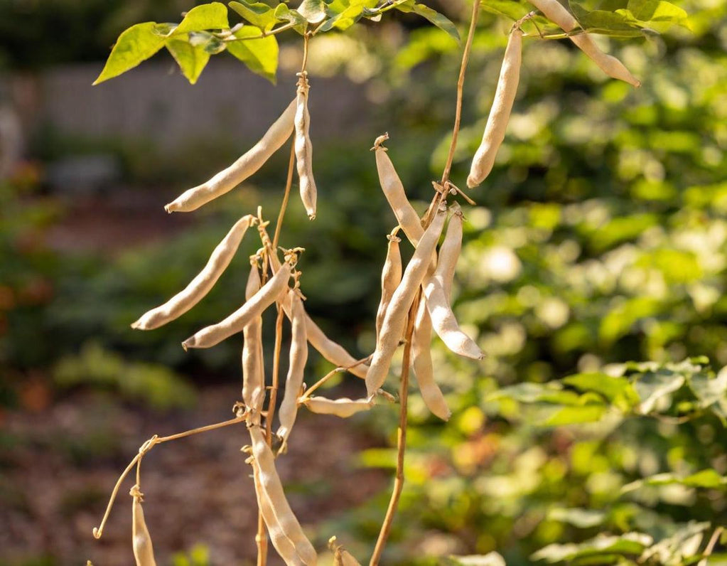 Jacob's Cattle Beans