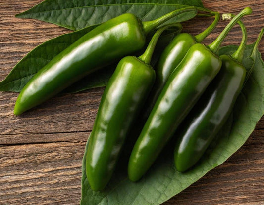 Jalapeño Early Hot Pepper