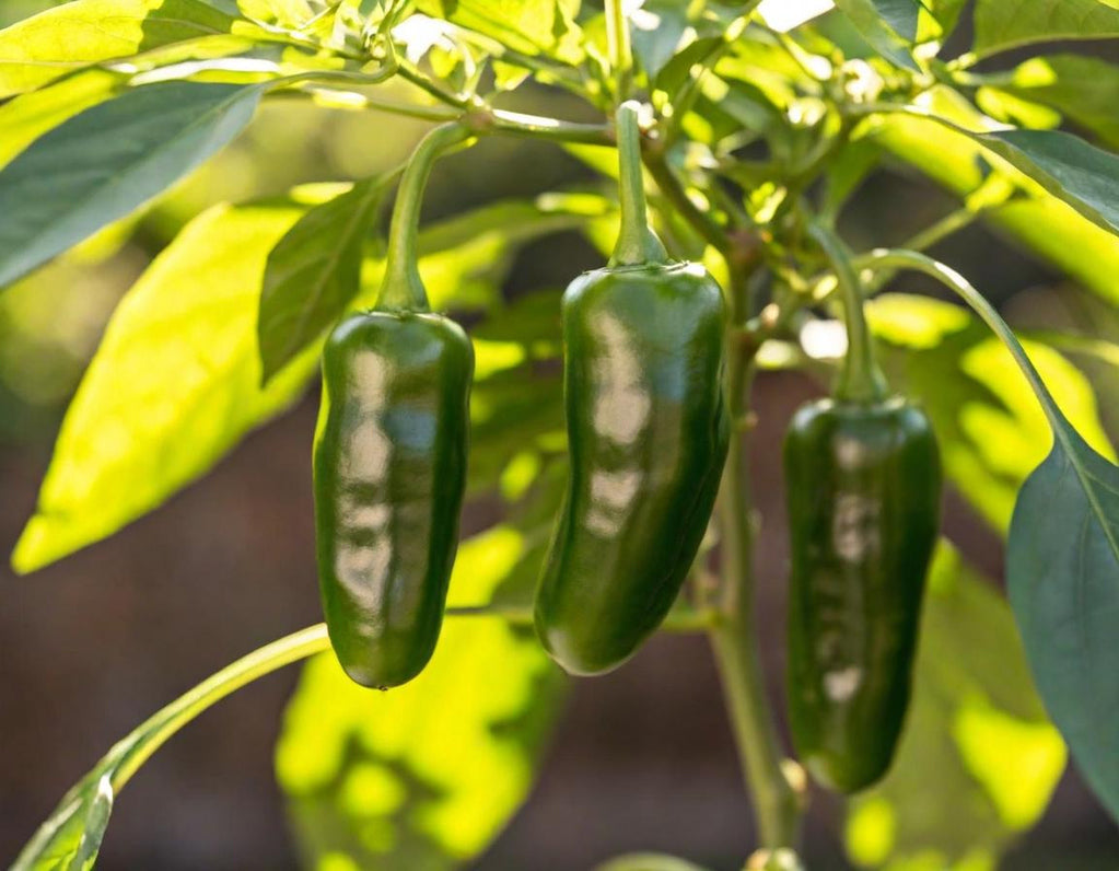Jalapeño Early Hot Pepper