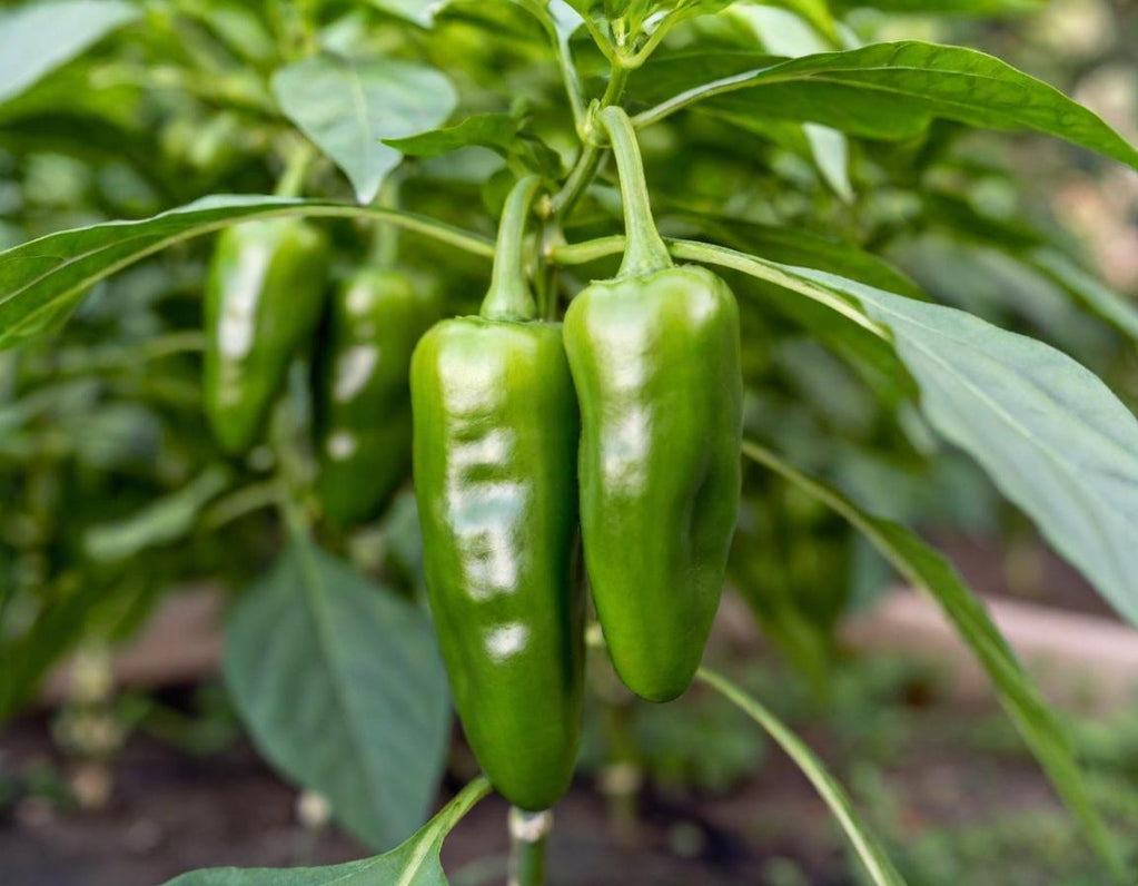Jalapeño Hot Peppers