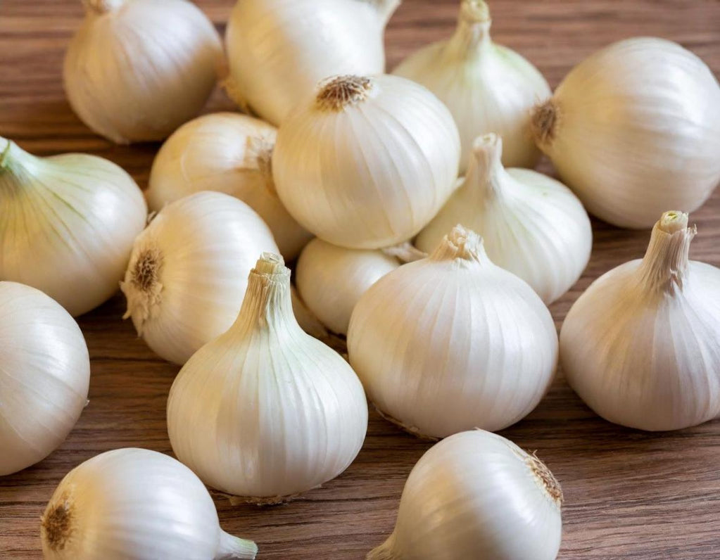 Eclipse L303 White Onion - Short Day