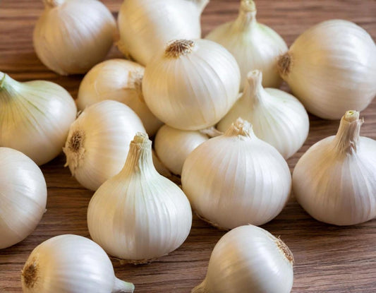 Eclipse L303 White Onion - Short Day