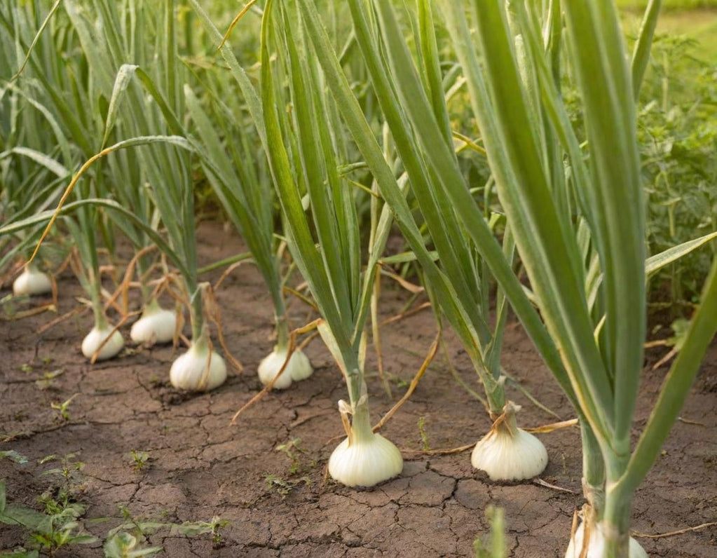 Eclipse L303 White Onion - Short Day