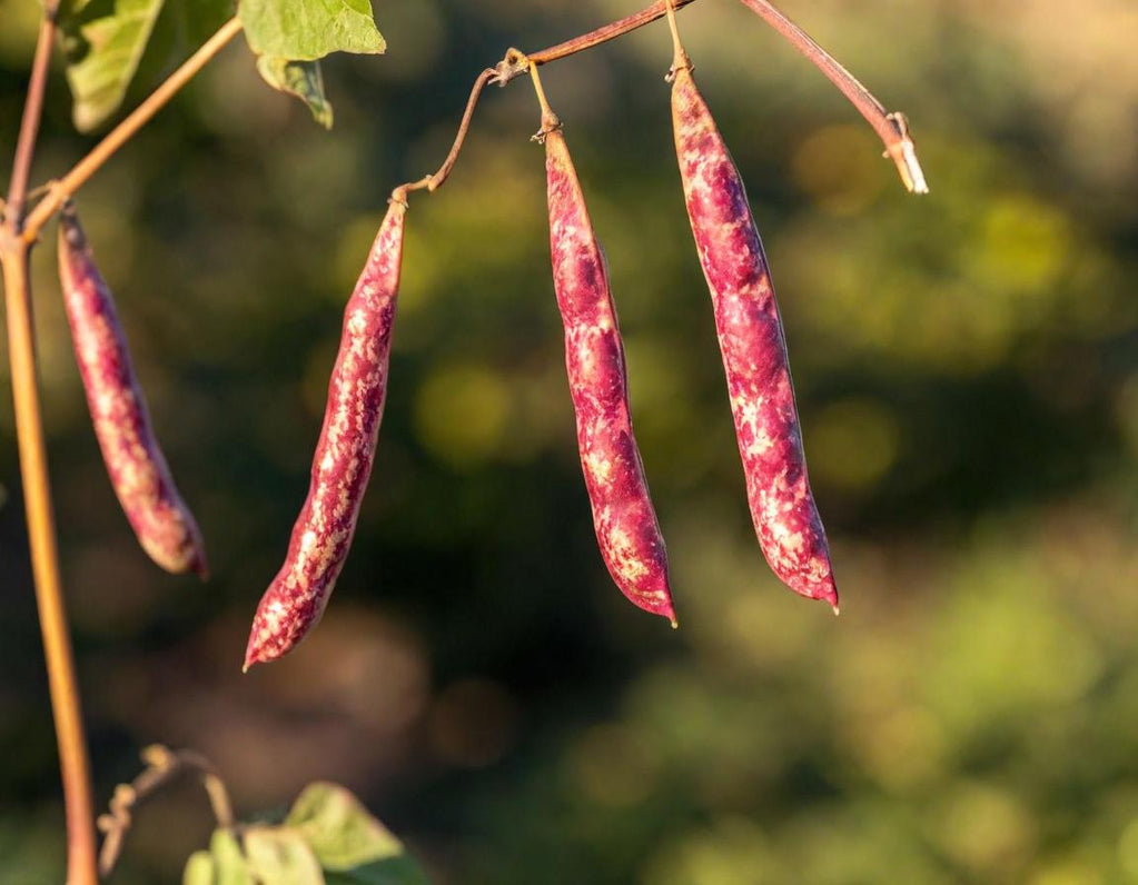 Light Red Kidney Beans