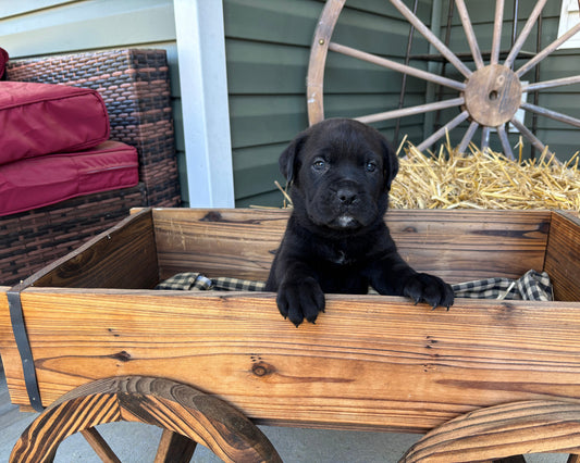 RESERVED - Light Blue Collar - Black Male