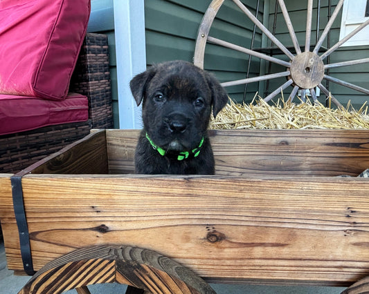 Light Green Collar - Brindle Male