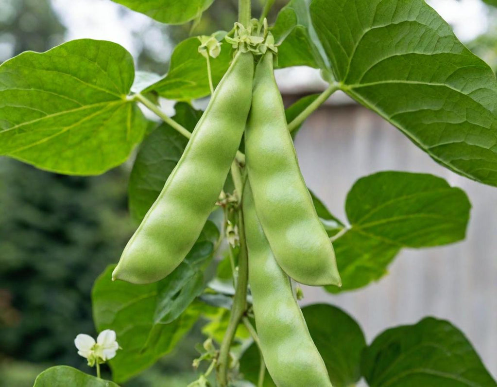 Lima Beans