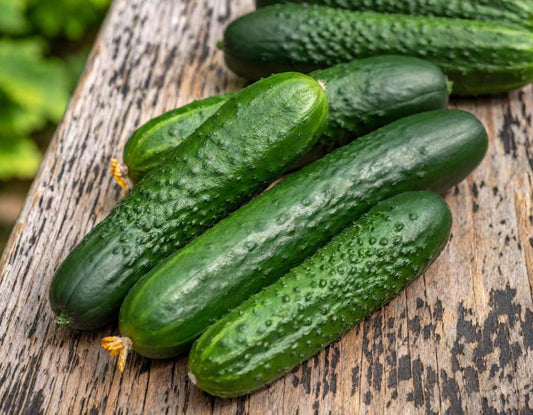 Long Green Improved Cucumber