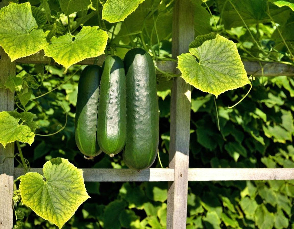 Long Green Improved Cucumber