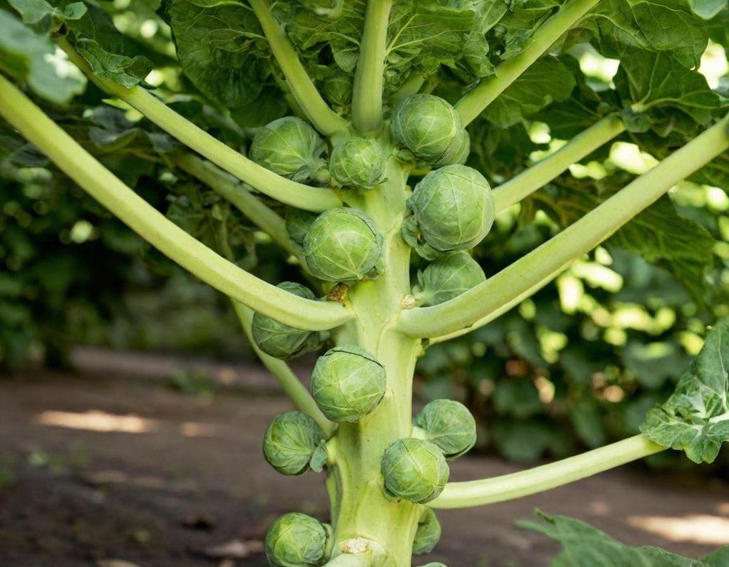 Long Island Improved Brussels Sprouts